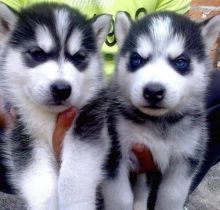 Siberian Husky puppies For Adoption txt (612) 470-8177