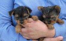 Teacup Yorkie Puppies For Re-Homing