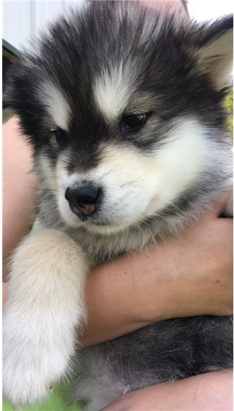 Alaskan Malamute puppies available Image eClassifieds4u