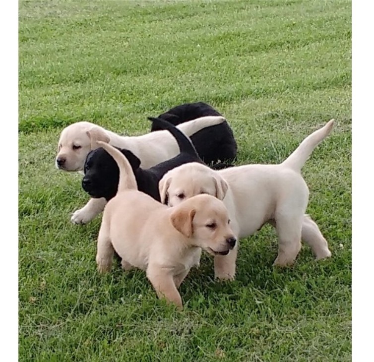 Cute Labrador Retriever Puppies Available Image eClassifieds4u
