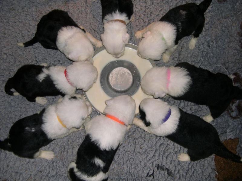 Cute old english sheepdog puppies Available Image eClassifieds4u