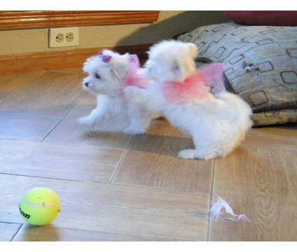 Healthy Teacup Maltese Puppies Available Image eClassifieds4u