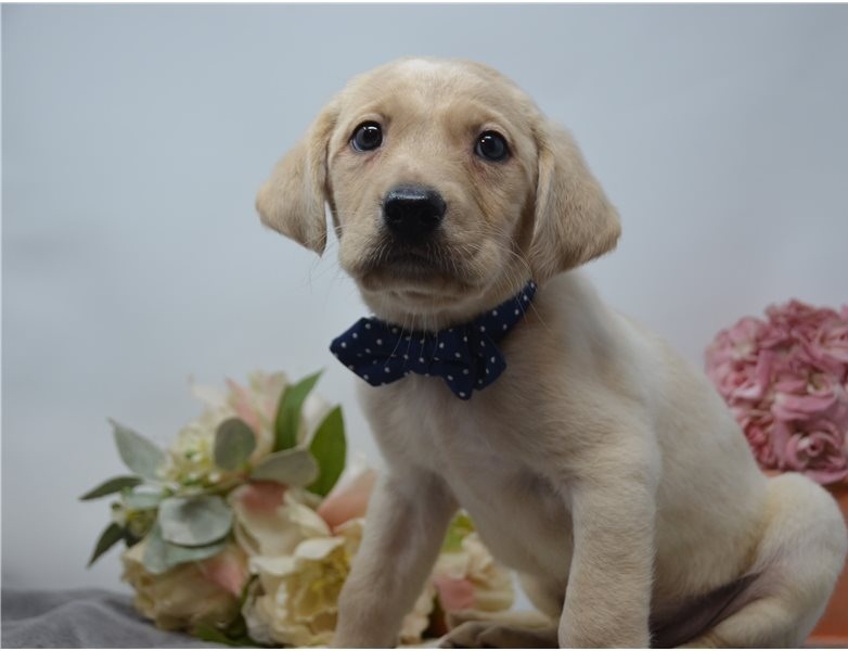 Lovely Labrador Retriever puppies Image eClassifieds4u