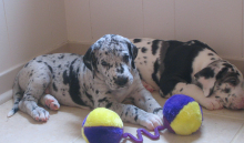 Ethical Merlequin & harlequin Great dane puppies ready Image eClassifieds4U