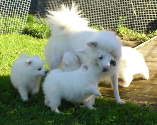 Purebred Japanese Spitz Puppies Available Image eClassifieds4u