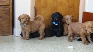 Refined Labradoodle Puppies available Image eClassifieds4u