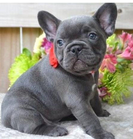 Registered French Bulldogs for Adoption txt (612) 470-8177 Image eClassifieds4u