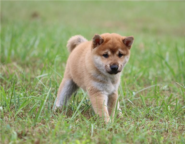 Shiba Inu puppies male and female Image eClassifieds4u