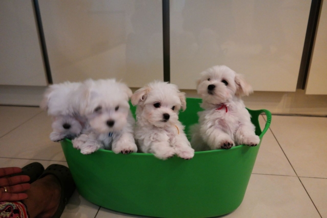 Healthy Teacup Maltese Puppies Available Image eClassifieds4u