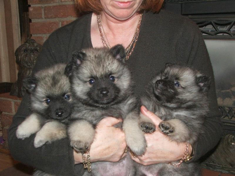 Purebred keeshond puppies Available . beautiful little medium Email at (salamixz53@gmail.com) Image eClassifieds4u