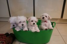 Healthy Teacup Maltese Puppies Available