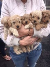 Miniature Poodle Puppies ready .