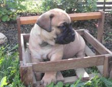 Adorable Bullmastiff puppies