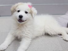 Akc registered Great Pyrenees puppies
