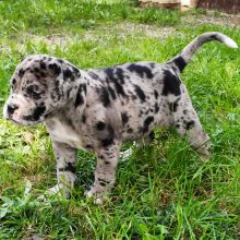 Alapaha Blue Blood Bulldog Puppies for Adoption