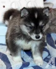 Amazing Pomsky puppies,