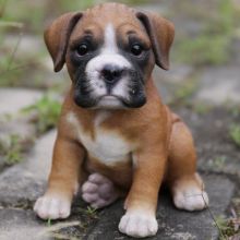 Available Boxer puppies.