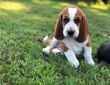 Awesome Basset Hound Puppies Available