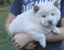 Beautiful Chow Chow puppies