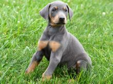 Beautiful Doberman Pinscher Puppies