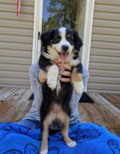 Blue-Eyed,Black and white Australian shepherd! puppies FREE!!Send us a message