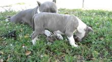 Blue nose American Pitbull terrier pups Available
