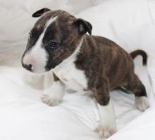 Bull Terrier Puppies for sale, Text on (971) 319-3243