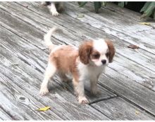 Cavalier king Charles puppies