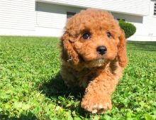 Charming Cavapoo puppies