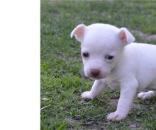 Cute Chihuahua puppies available