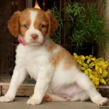 Cute Male and Female Brittany for Adoption