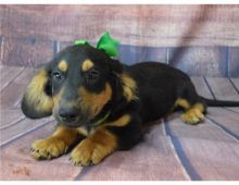 Dachshund puppies available