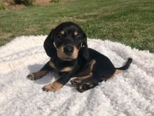 dachshund puppies for free adoption