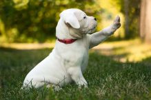 Dogo Argentino Puppies For free