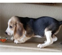 Lovely Beagle puppies