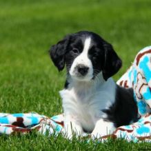 Male AKC Registered English Springer Spaniel Puppies