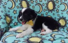 Male and Female Australian Shepherd puppies