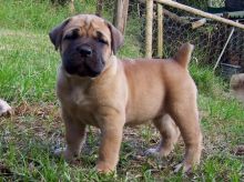 Male and Female Boerboel puppies for free