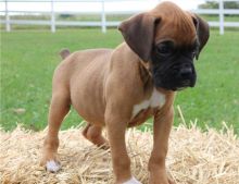 male and female Boxer puppies