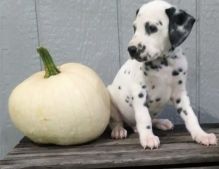 Male and female Dalmatian puppies available