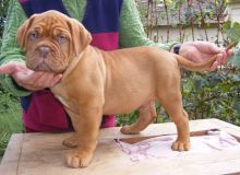 Pure Bred Dogue De Bordeaux