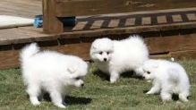 Purebred Japanese Spitz Puppies Available