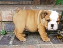 Registered English bulldog Puppies