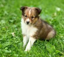 Shetland Sheepdog Puppies