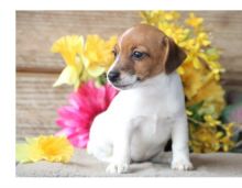 Two Jack Russell terrier puppies