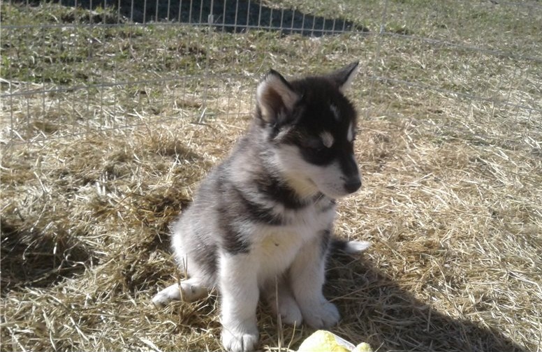 Alaskan Malamute puppies Image eClassifieds4u