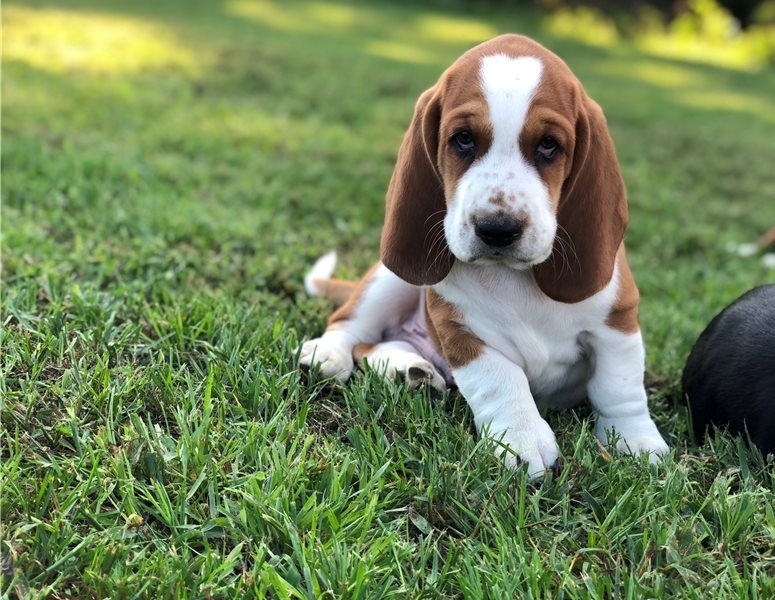 Awesome Basset Hound Puppies Available Image eClassifieds4u