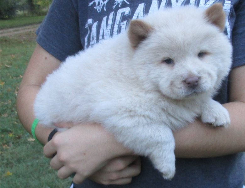 Beautiful Chow Chow puppies Image eClassifieds4u