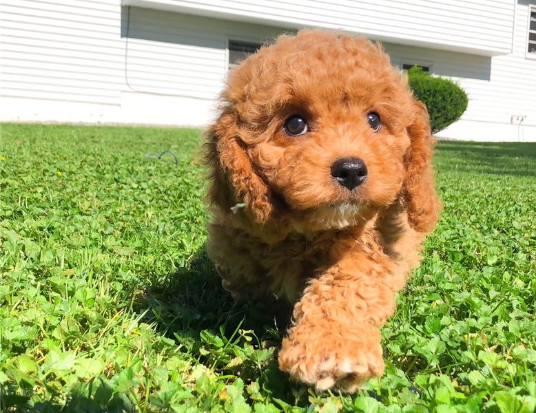 Charming Cavapoo puppies Image eClassifieds4u