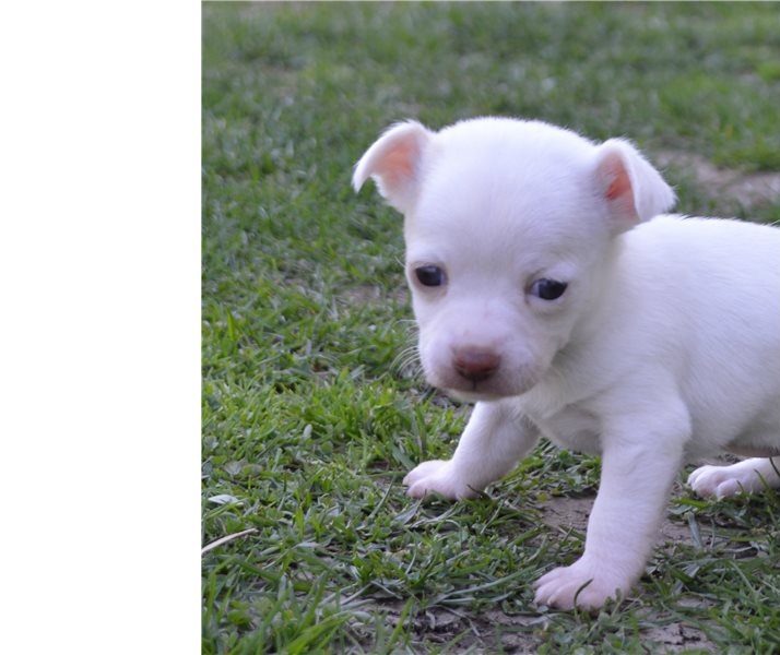 Cute Chihuahua puppies available Image eClassifieds4u